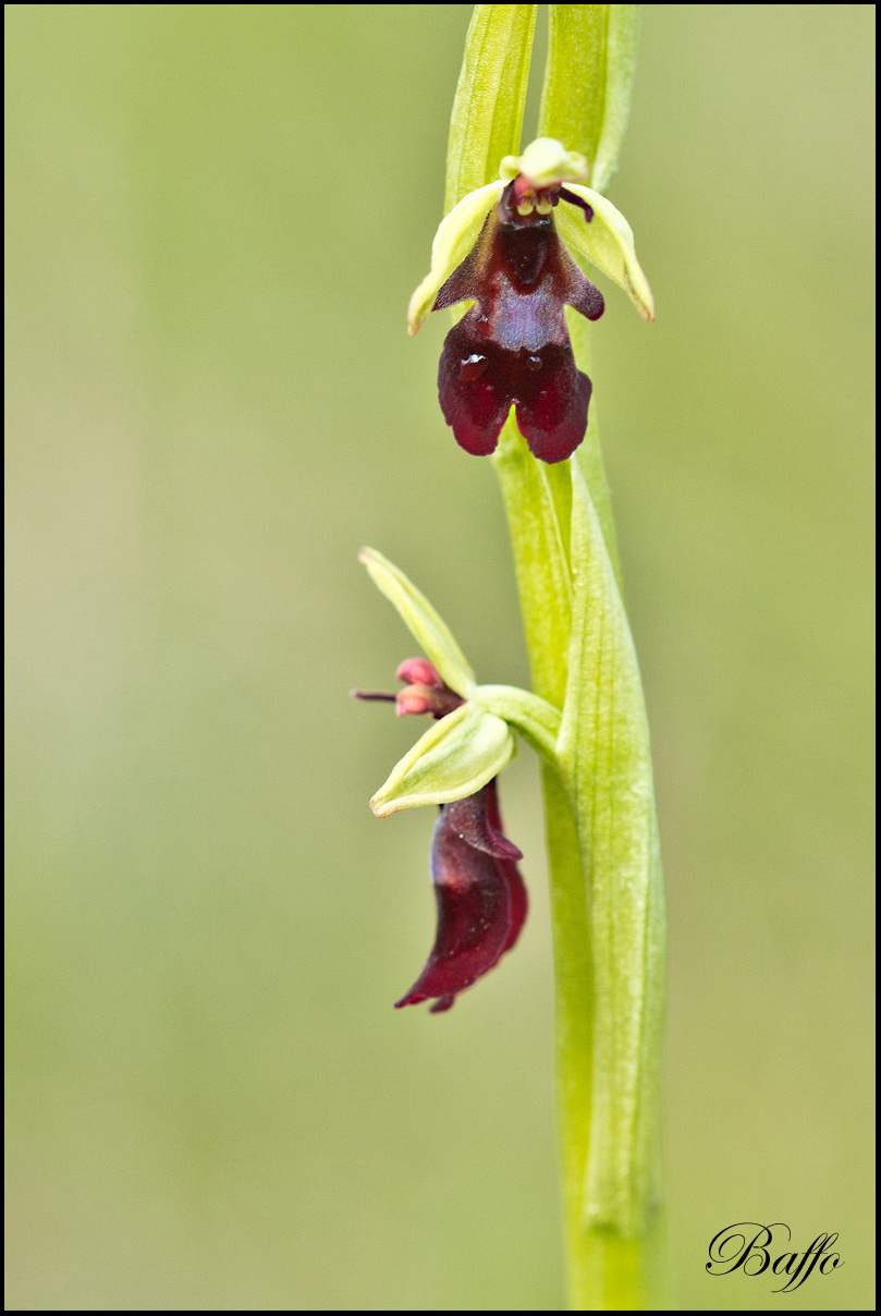 Ophrys insectifera